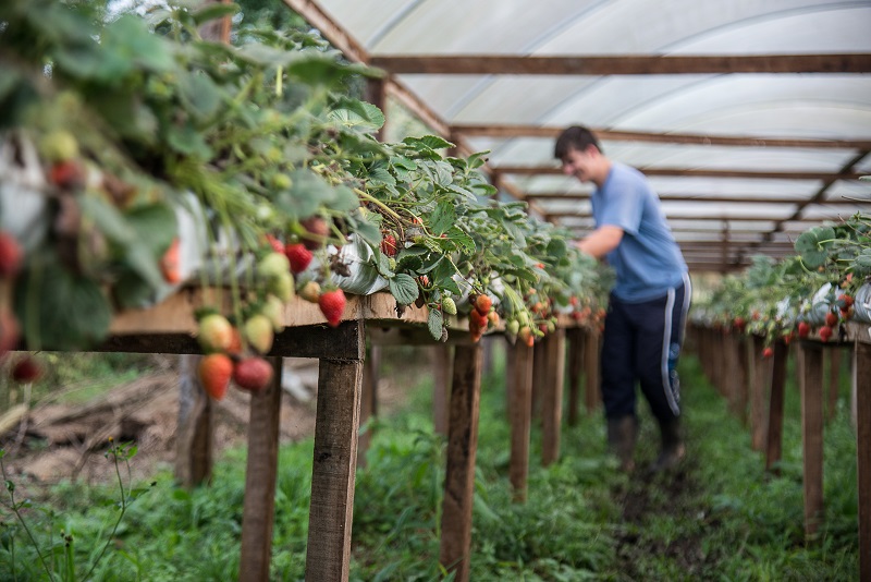 Técnicas de produção de hortifrutis em estufas (Foto: Fagner Almeida / Arquivo)