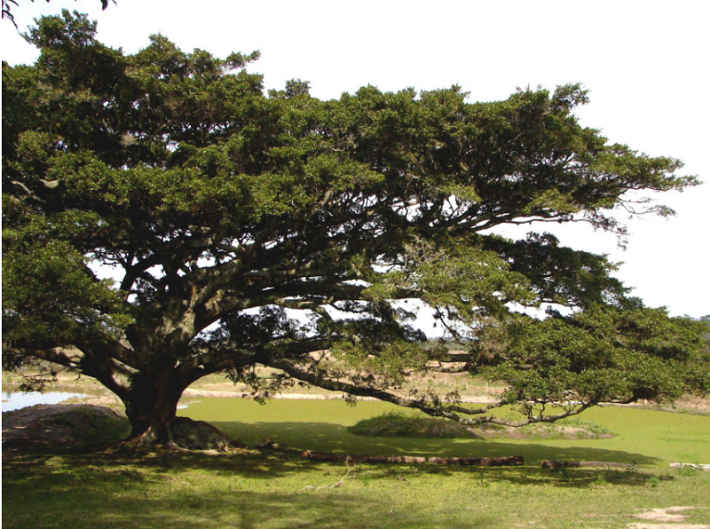 Granja Santantonio é uma das propriedades que integra os Caminhos Rurais (Foto: Divulgação)