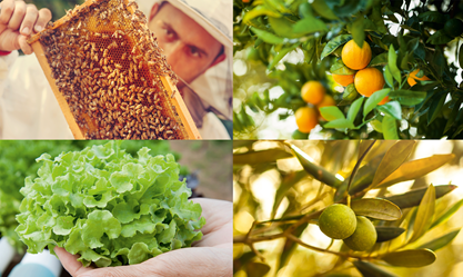 Apicultura, fruticultura, olericultura, vitivinicultura e olivicultura estarão em destaque no Salão do Empreendedor Rural (Foto: Banco de Imagens)