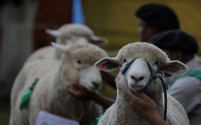 Edição 2016 da Feira e Festa Estadual da Ovelha ocorre de 27 a 31 de janeiro (Foto: Divulgação)