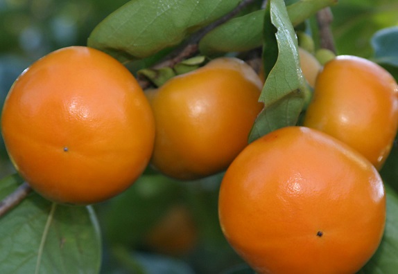 Horticultura estará em destaque no dia 22 (Foto: Elias Eberhardt)