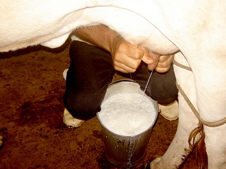 Gaúchos conhecerão a produção leiteira do país vizinho (Foto: Banco de Imagens)