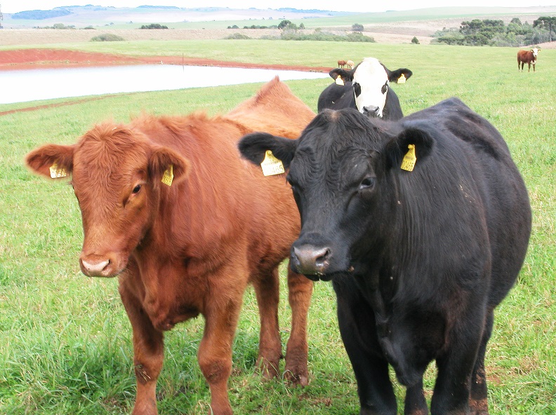 Cenário otimista para a pecuária de corte no Rio Grande do Sul (Foto: SEBRAE/RS)