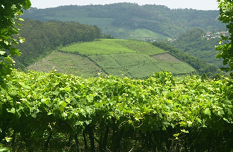 Vale dos Vinhedos, em Bento Gonçalves, é um dos 13 destinos turísticos (Foto: Antonio Pacheco)