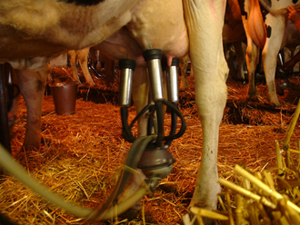 Iniciativa busca o aporte de técnicas modernas de produção (Foto: Matthew Maaskant\Divulgação)